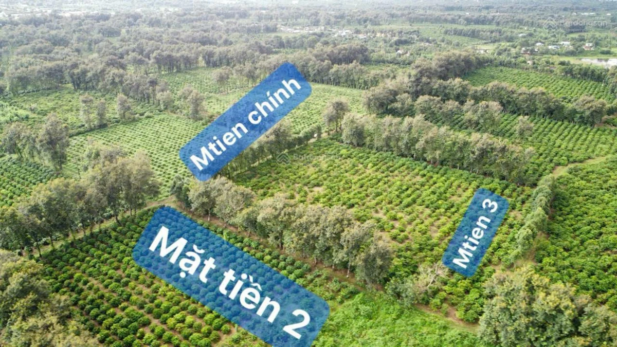 Bán đất chính chủ đang trồng chanh xuất khẩu Ia Grai, Gia Lai - Ảnh thu nhỏ 2