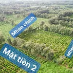 Bán đất chính chủ đang trồng chanh xuất khẩu Ia Grai, Gia Lai - Ảnh thu nhỏ 2