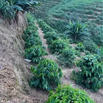 Bán đất 1,4ha Trúc Sơn 1,7 tỷ - Ảnh thu nhỏ 1