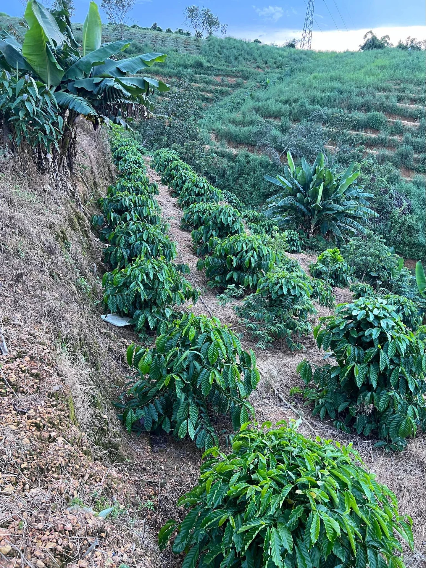 Bán đất 1,4ha Trúc Sơn 1,7 tỷ - Ảnh 1