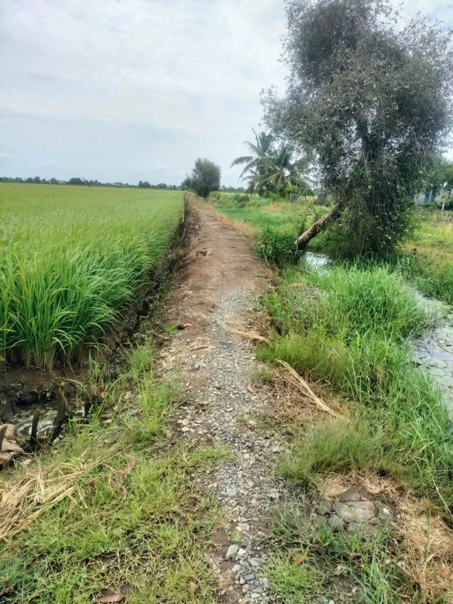 Bán 11.000m² đất lúa Tân Thành Thủ Thừa, Tây Ninh - Ảnh thu nhỏ 3