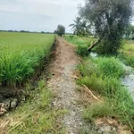 Bán 11.000m² đất lúa Tân Thành Thủ Thừa, Tây Ninh - Ảnh thu nhỏ 3