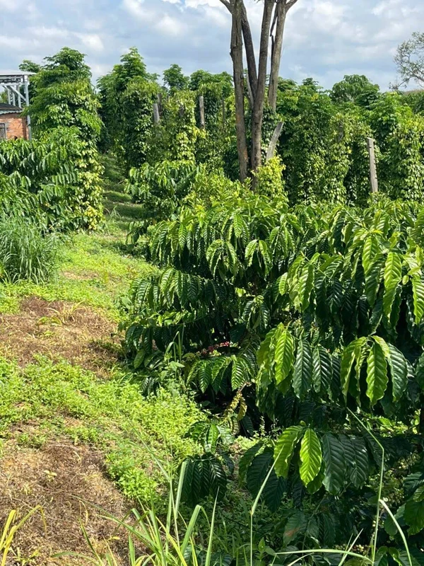 Bán đất 300m mặt tiền Đắk Nông 1 tỷ 8