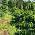 Bán đất 300m mặt tiền Đắk Nông 1 tỷ 8 - Ảnh thu nhỏ 1