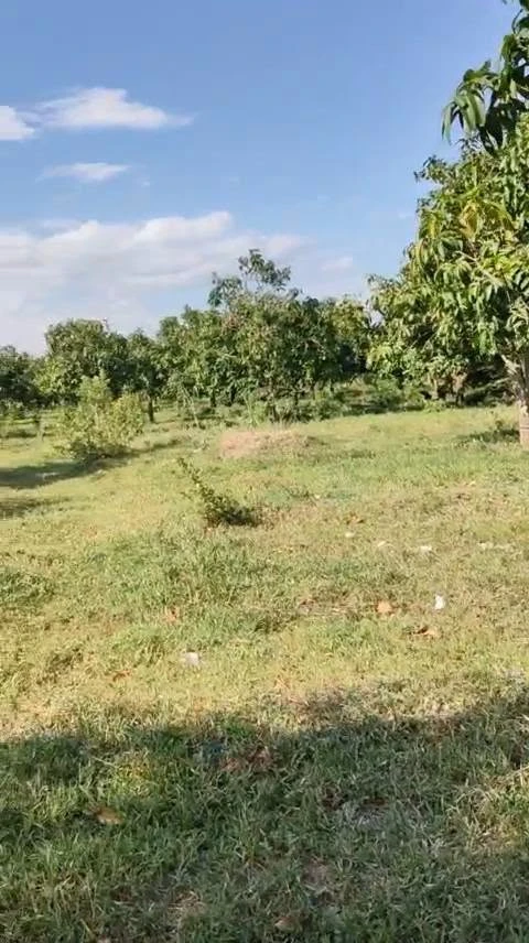 Bán vườn xoài 4 hecta Bắc Bình, Bình Thuận - Ảnh thu nhỏ 2
