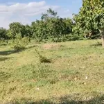 Bán vườn xoài 4 hecta Bắc Bình, Bình Thuận - Ảnh thu nhỏ 2