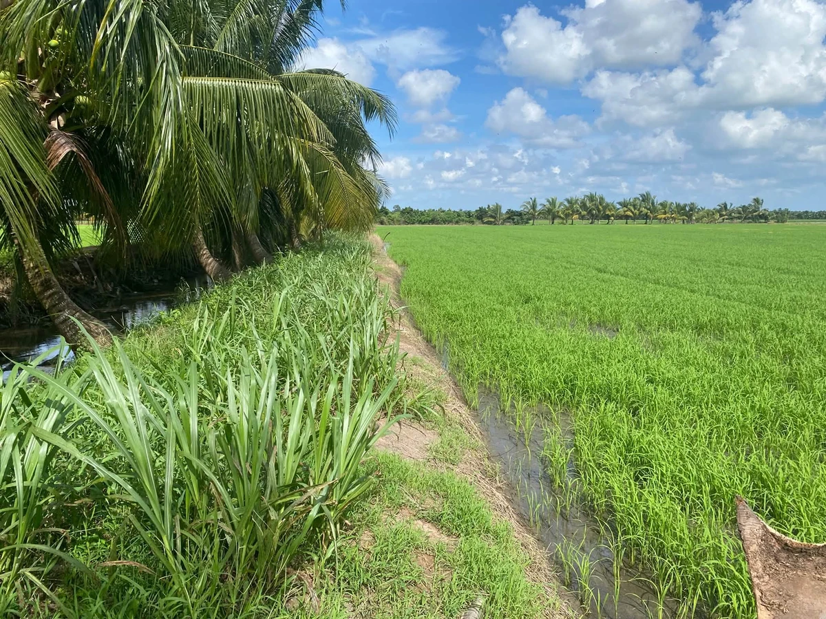 Bán đất ruộng 8.5 công, mặt tiền kinh, Phong Thạnh, Vĩnh Long - Ảnh thu nhỏ 2