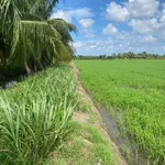 Bán đất ruộng 8.5 công, mặt tiền kinh, Phong Thạnh, Vĩnh Long - Ảnh thu nhỏ 2