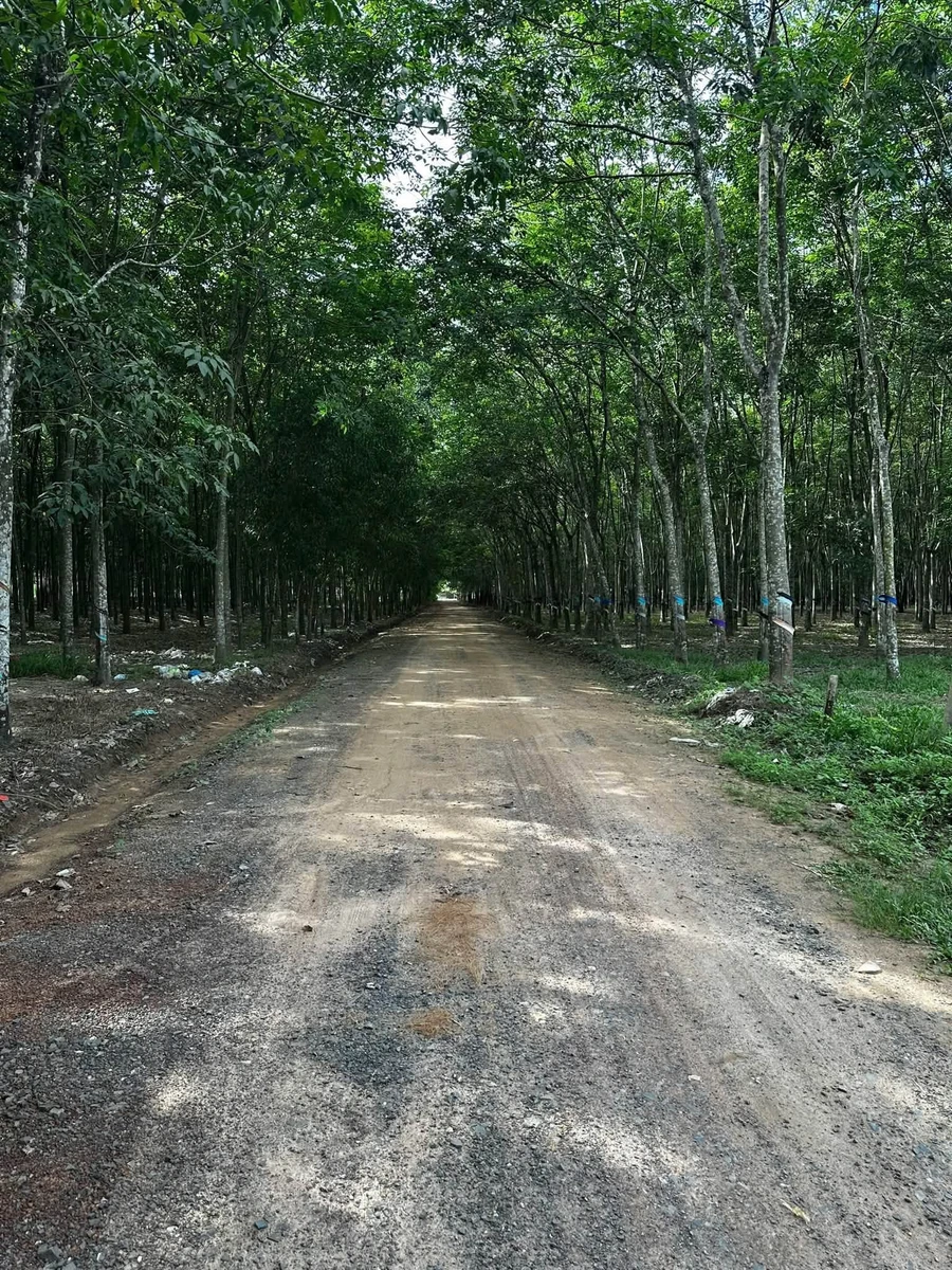 Bán đất Tân Bình 80m² giá 1,2 tỷ - Ảnh thu nhỏ 2