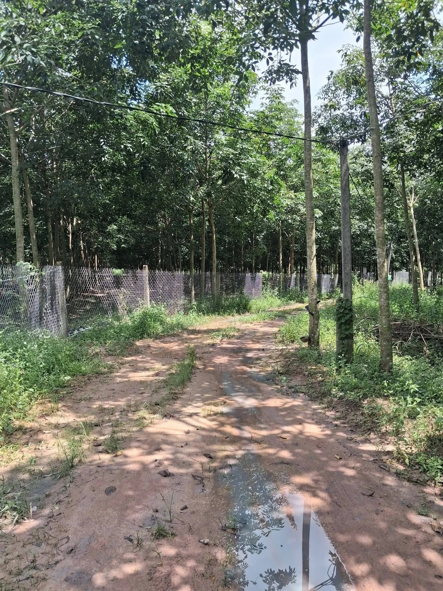 Bán đất 4 sào gần lò mỳ Suối Tre Hòa Hiệp 1,2 tỷ - Ảnh 1