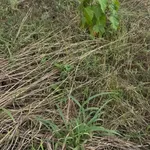 Bán 7,5 ha đất nông nghiệp Ea Súp, Đắk Lắk - Ảnh thu nhỏ 2