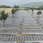 Bán đất thổ vườn có cây ăn trái - đất chính chủ tại Xã D'ran, Lâm Đồng, DT 2.156m2 - Ảnh thu nhỏ 1