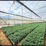 Bán lô đất 800m² Làng hoa Thái Phiên, Đà Lạt 3.6 tỷ - Ảnh thu nhỏ 2
