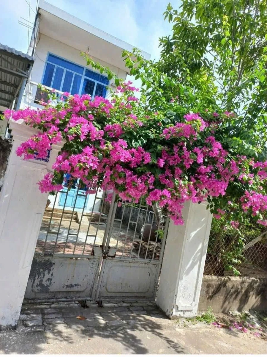 Cho thuê nhà nguyên căn 150 m2, 2 PN, Quảng Ngãi - Ảnh 1