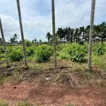 Bán đất nền 836m² view ruộng Tân Hòa, Buôn Đôn - Ảnh thu nhỏ 1