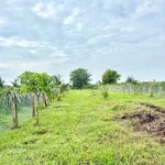 Bán 900m² đất mặt tiền Hàm Liêm, gần Phan Thiết, 479 triệu - Ảnh thu nhỏ 4