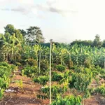 Bán đất 5.393 m2 mặt tiền 167m Đắk Lắk - Ảnh thu nhỏ 5