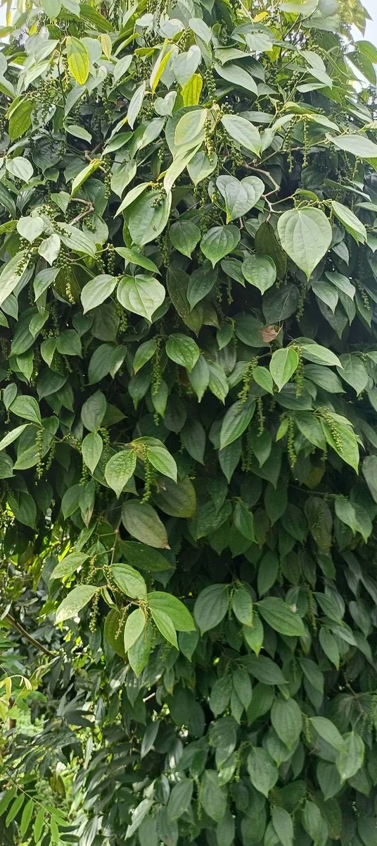 Bán đất nông nghiệp 1ha8 tại Đắk Hạ, giá 3 tỷ 600 triệu - Ảnh 1