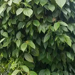 Bán đất nông nghiệp 1ha8 tại Đắk Hạ, giá 3 tỷ 600 triệu - Ảnh thu nhỏ 1