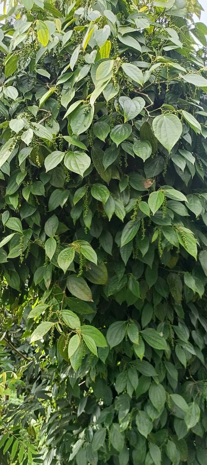 Bán đất nông nghiệp 1ha8 tại Đắk Hạ, giá 3 tỷ 600 triệu - Ảnh 1