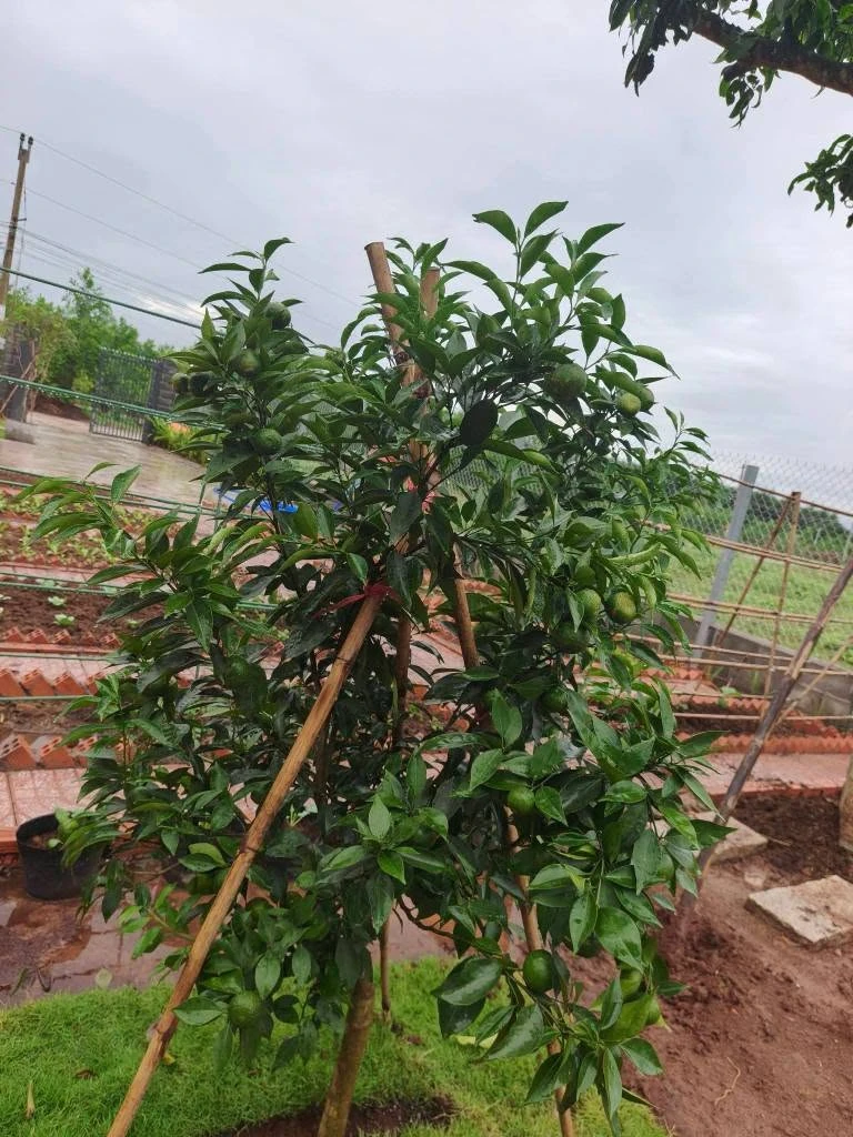 Bán lô đất Nhà Long Tân, Đất Đỏ, 350m2, 1 tỷ 750 triệu - Ảnh thu nhỏ 2