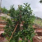 Bán lô đất Nhà Long Tân, Đất Đỏ, 350m2, 1 tỷ 750 triệu - Ảnh thu nhỏ 2