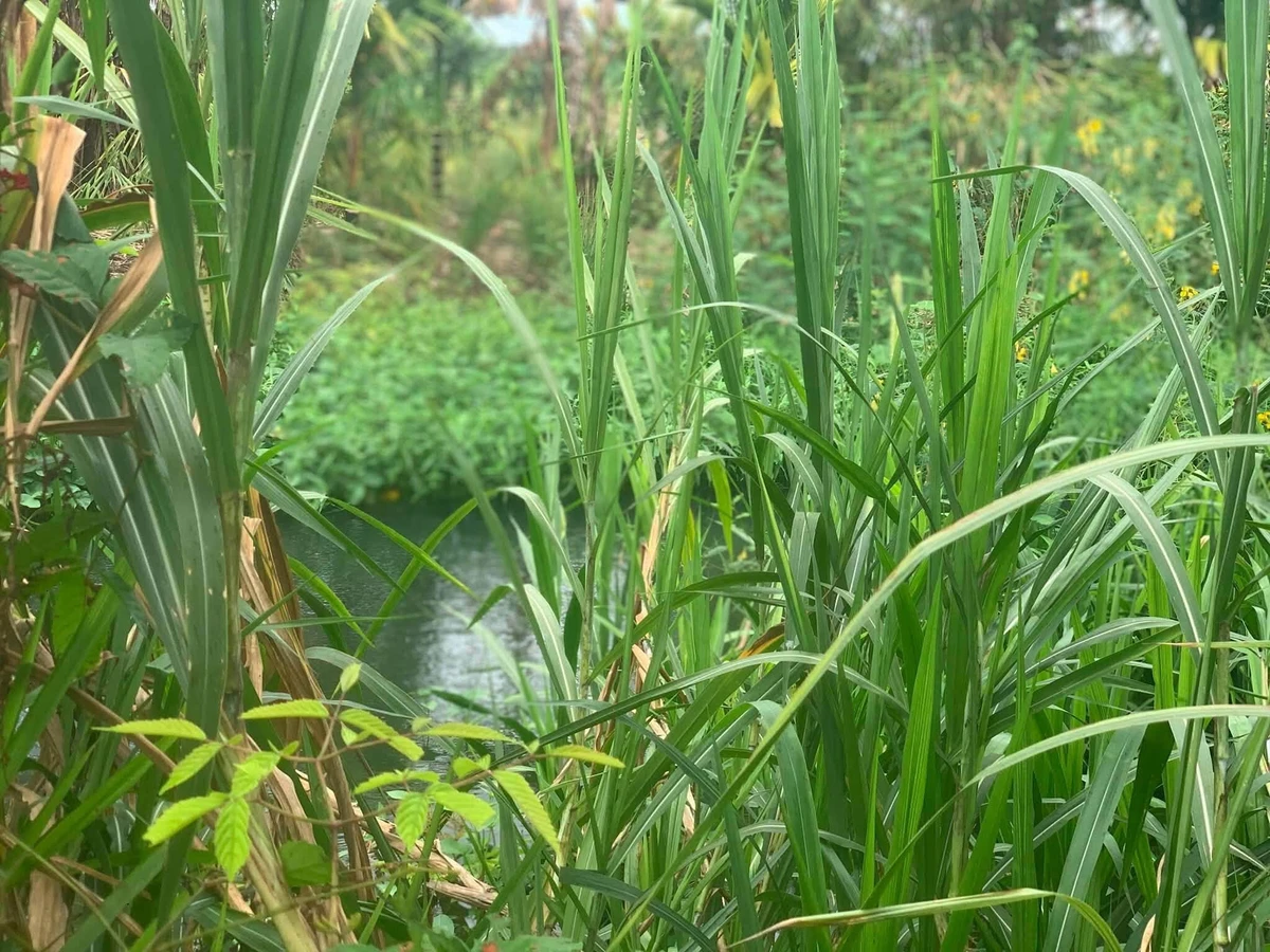 Bán đất vườn 20.000m² giáp suối Đồng Nai, 3 tỷ 900 triệu - Ảnh thu nhỏ 2