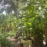 Chính chủ bán lô đất 606.4m2 full thổ tại An Hoà, Châu Thành, An Giang chưa đến 1.118 tỷ - Ảnh thu nhỏ 10