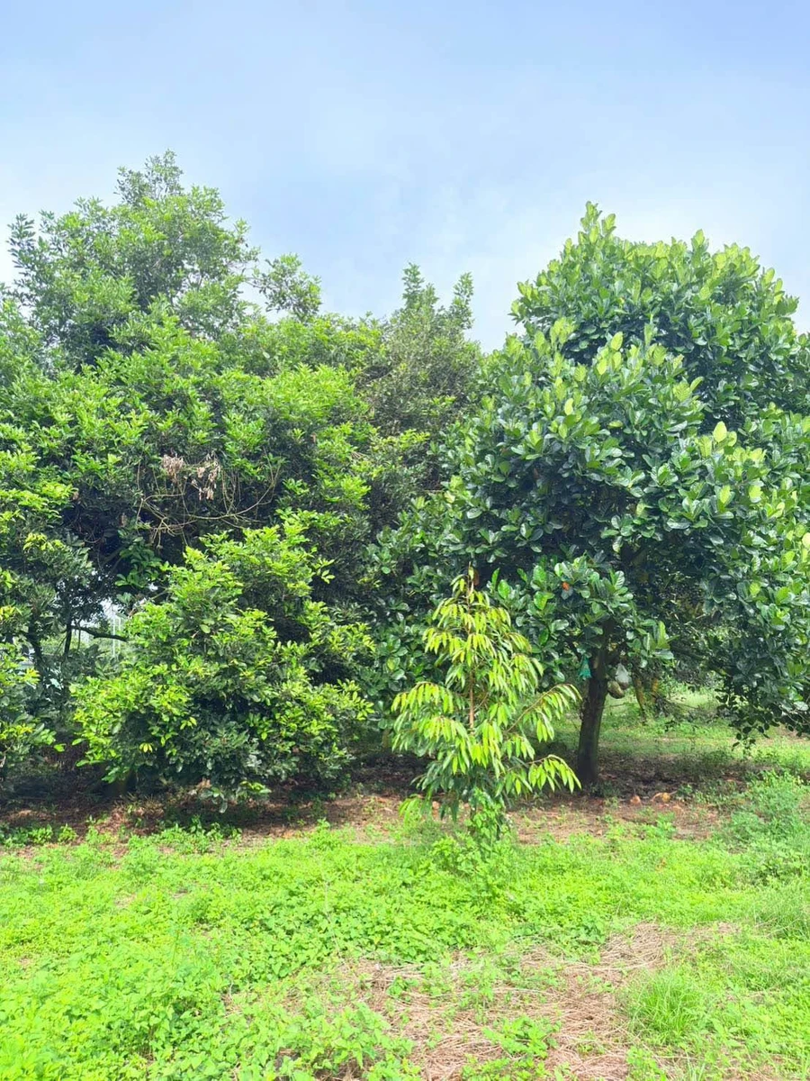 Bán đất vườn cây 500m² 2 mặt tiền Bình Lộc 890 triệu - Ảnh thu nhỏ 4
