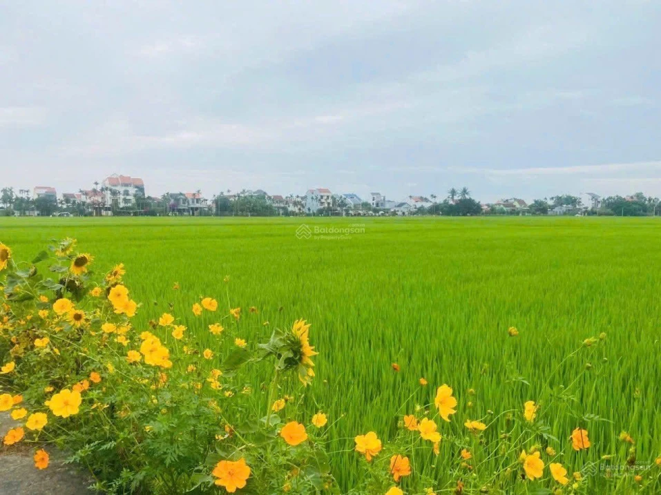 Hàng hiếm, view lúa mặt tiền Lê Thánh Tông, đất nở hậu, vị trí đẹp trong khu vực - Ảnh thu nhỏ 4