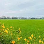 Hàng hiếm, view lúa mặt tiền Lê Thánh Tông, đất nở hậu, vị trí đẹp trong khu vực - Ảnh thu nhỏ 4