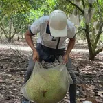 Bán đất vườn mít 574m2 Chơn Thành Bình Phước 9 tỷ - Ảnh thu nhỏ 2