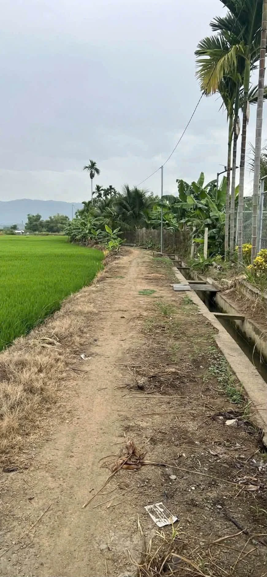 Bán đất 573m2 Diên Khánh 1 tỷ sổ cây lâu năm - Ảnh 1