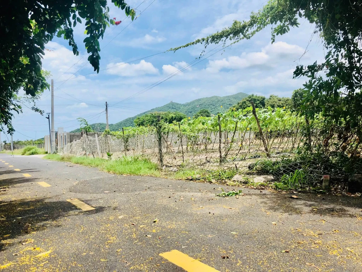 Bán đất nhà vườn 293.8m2 Phước Hải, cách biển 3km, 2 tỷ 3 - Ảnh thu nhỏ 5