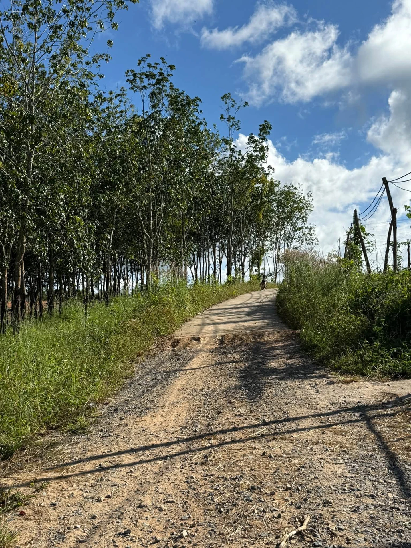 Bán lô đất 6,2 sào trồng cà phê Ea Ral Đắk Lắk - Ảnh 1