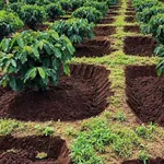 Bán đất 3 hecta sổ hồng, 60m mặt tiền, Đắk Nông - Ảnh thu nhỏ 3