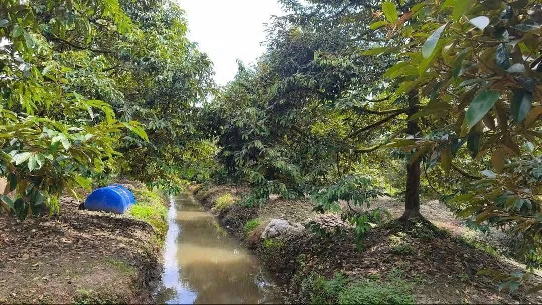 Bán 16 công đất Cần Thơ mặt tiền 20m, giá 250 triệu/công - Ảnh thu nhỏ 5
