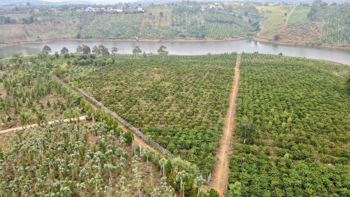 Bán vườn cà phê 2,1ha view hồ tự nhiên Đắk Nông - Ảnh thu nhỏ 4