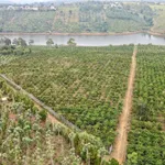 Bán vườn cà phê 2,1ha view hồ tự nhiên Đắk Nông - Ảnh thu nhỏ 4