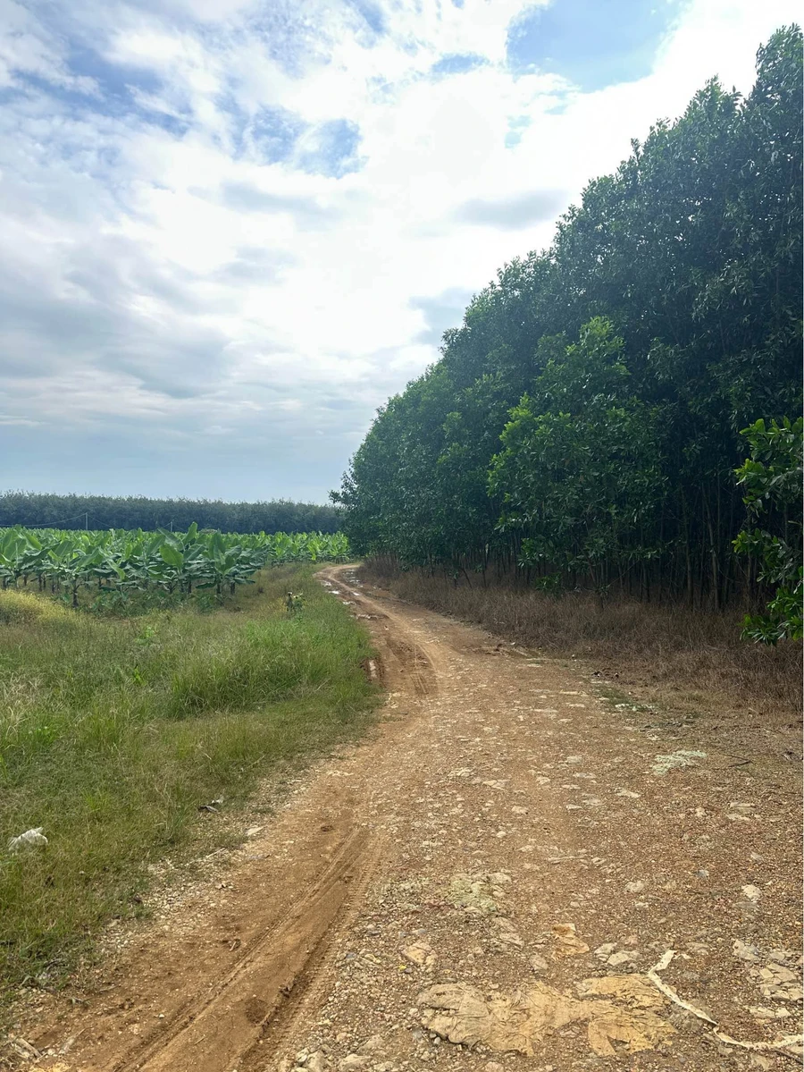 Bán đất 25.000m² Phú Lý, Đồng Nai (trồng chuối, nhà vườn) - Ảnh thu nhỏ 2