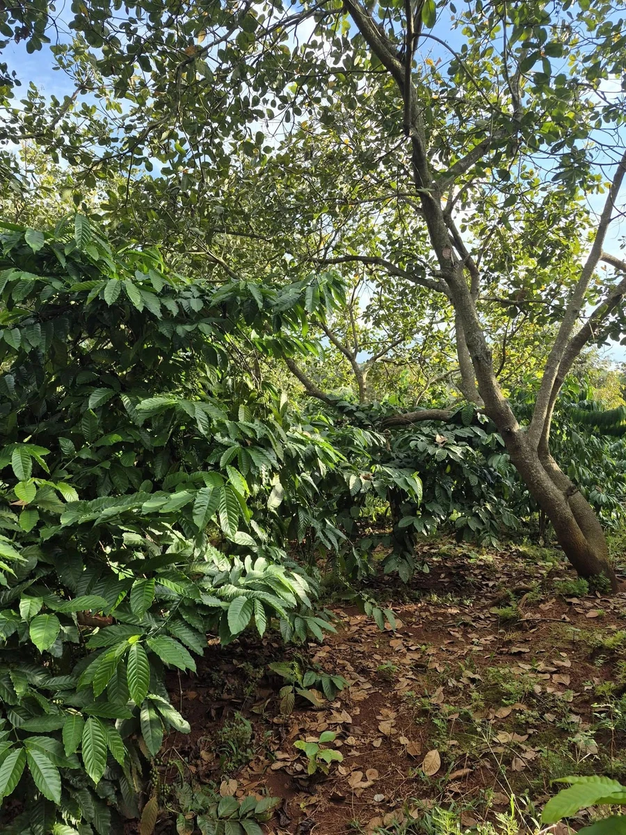 Bán đất nông nghiệp gần 1,1ha tại thị trấn Đức Phong - Ảnh thu nhỏ 3