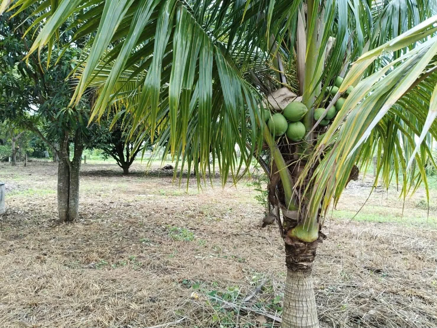 Bán đất 1000m² tại Hàm Liêm, Bình Thuận - 550 triệu - Ảnh 1