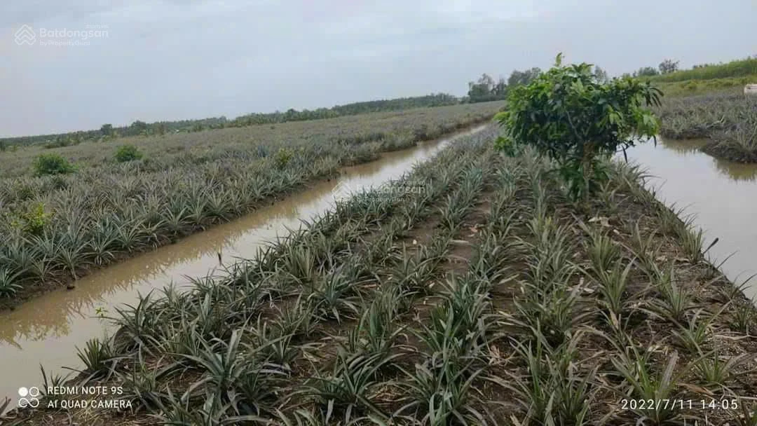 Chính chủ bán 19000m2, khu du lịch sinh thái Khóm cầu đúc, sẵn nhà, thổ cư, sổ hồng riêng - Ảnh thu nhỏ 2