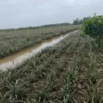 Chính chủ bán 19000m2, khu du lịch sinh thái Khóm cầu đúc, sẵn nhà, thổ cư, sổ hồng riêng - Ảnh thu nhỏ 2