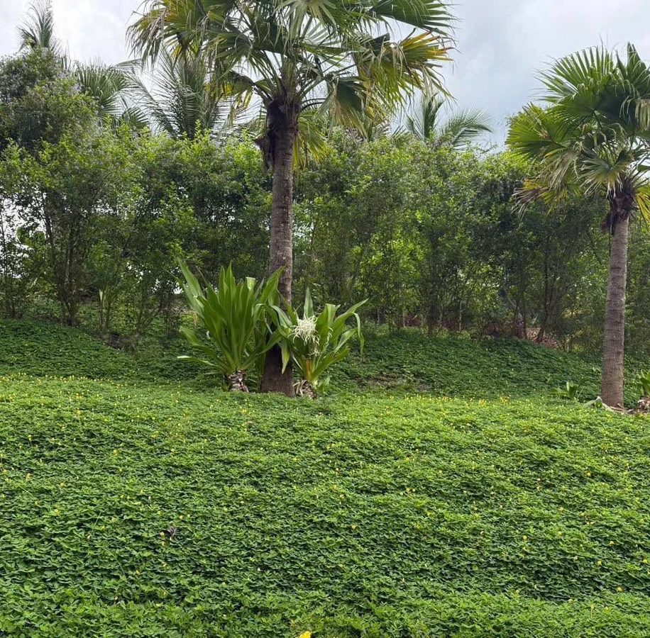 Bán nhà vườn 2 phòng 4.700m² hồ bơi Khánh Phú Nha Trang - Ảnh thu nhỏ 2