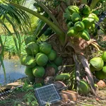 Bán đất vườn trái cây 1,4 hecta Đồng Nai, 3 tỷ 980 triệu - Ảnh thu nhỏ 5