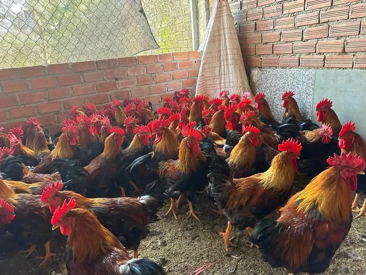 Bán đất rừng 5ha tại Chí Linh, Hải Dương, giá 1 tỷ - Ảnh thu nhỏ 4