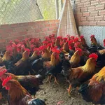 Bán đất rừng 5ha tại Chí Linh, Hải Dương, giá 1 tỷ - Ảnh thu nhỏ 4