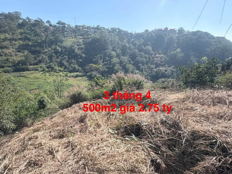 Bán lô đất 500m2 view rừng thông Đà Lạt