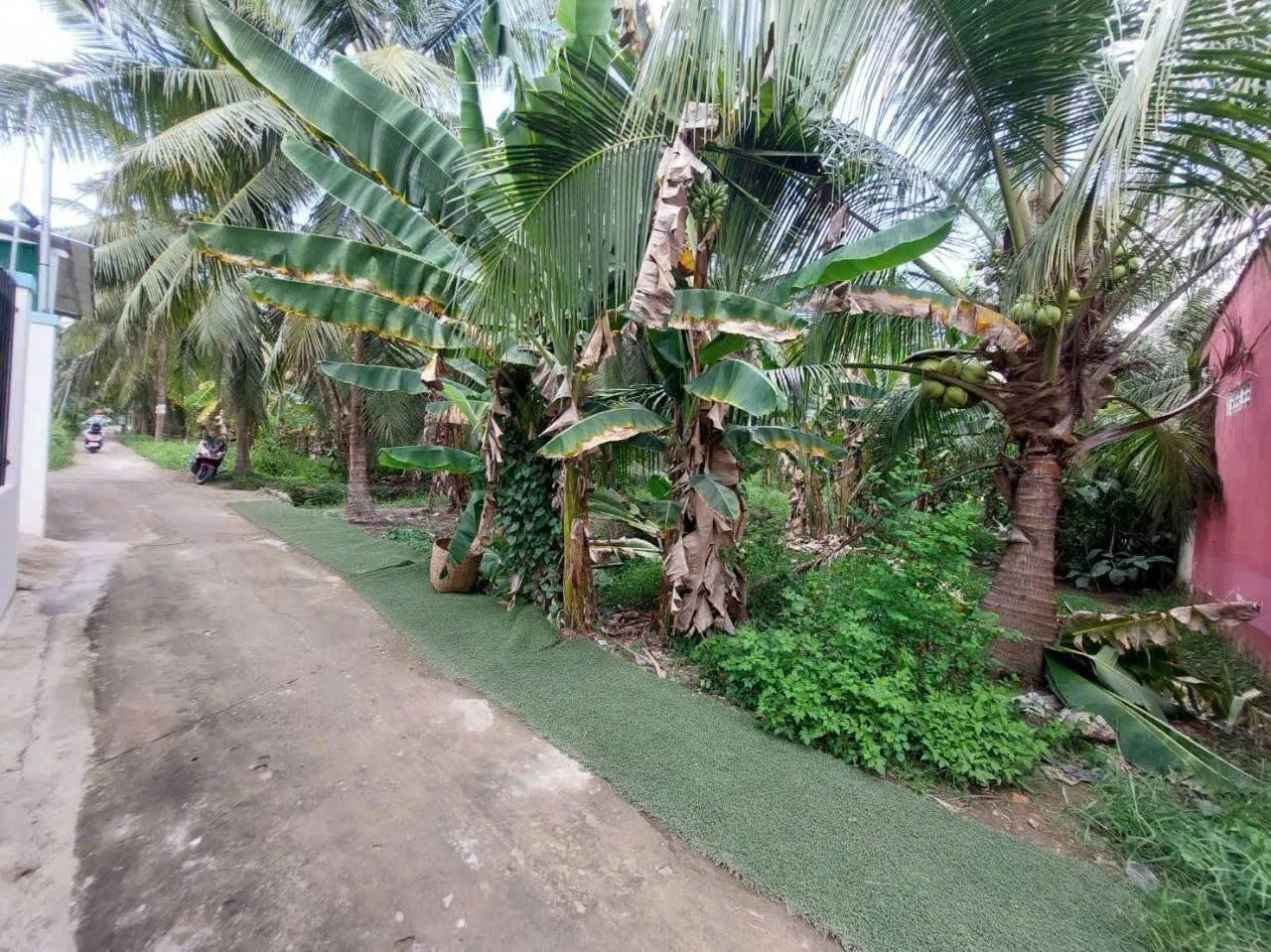 Bán đất nền 400m² dừa cho trái Phường An Hội Bến Tre 750 triệu - Ảnh 1